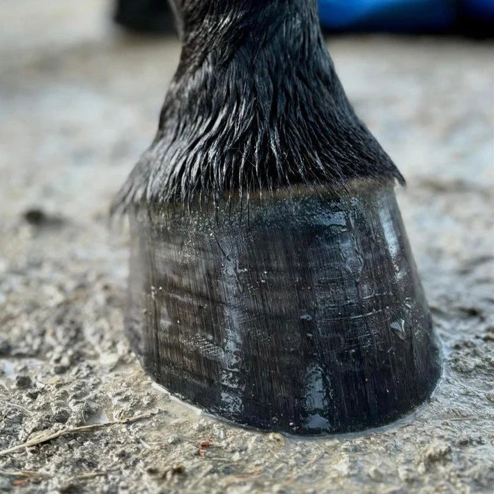 Eco Horse Hoof Gloss & Conditioning Balm