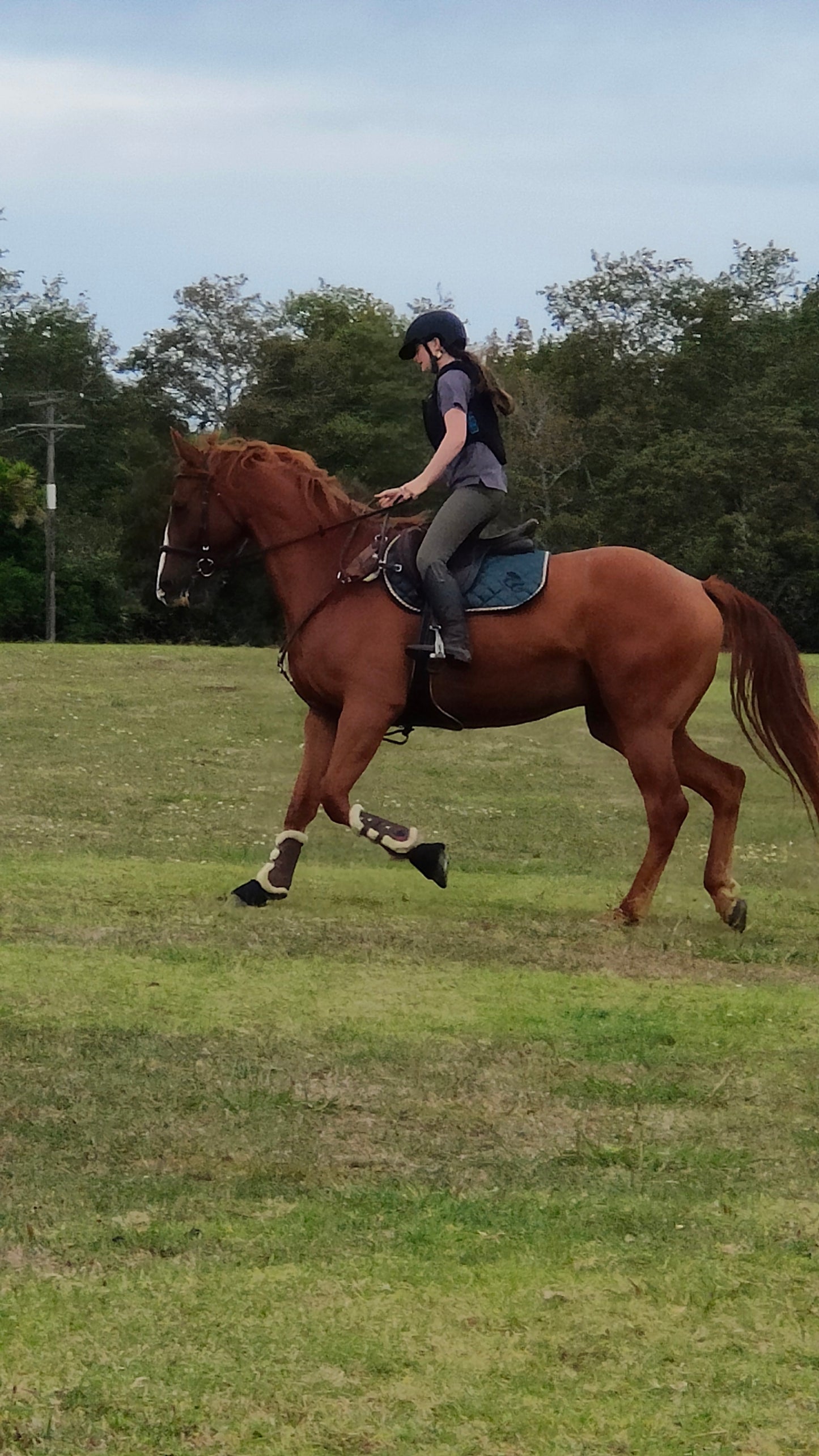Saddle Pads - Hunter Green