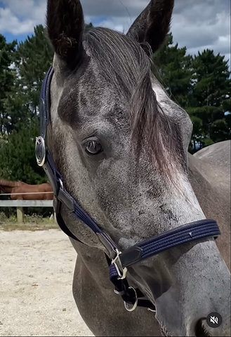 Black Leather and Navy Webbing Halter