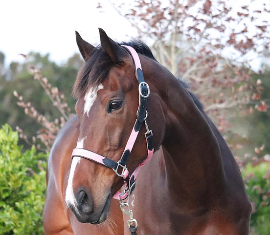 Black Leather and Pink Webbing Halter