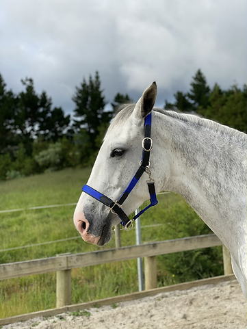 Black Leather and Royal Blue Webbing Halter