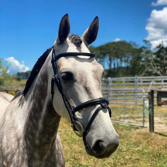 Eliyra Bridle